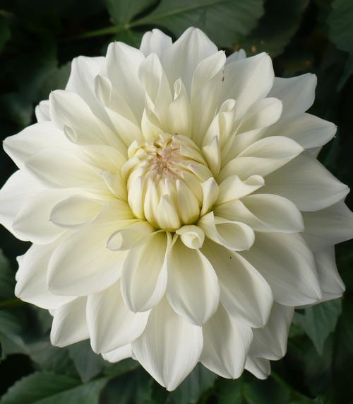 Dahlia 'GoGo White'