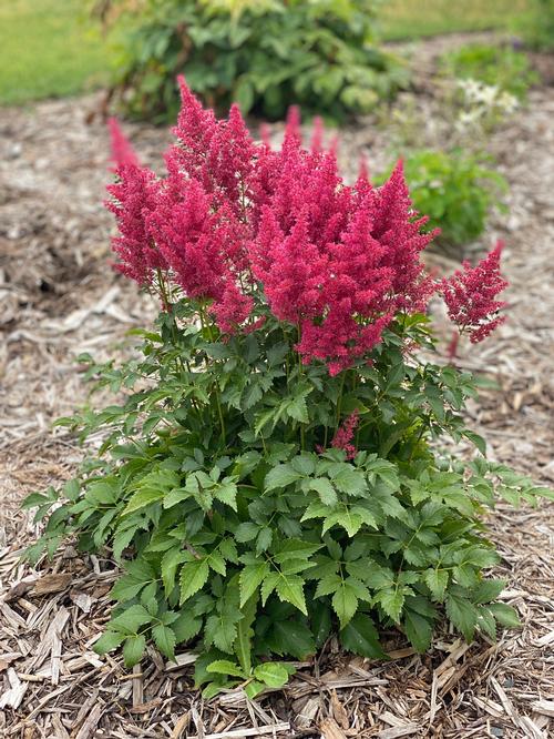 Astilbe 'Younique™ Ruby Red'