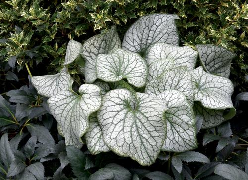 Brunnera macrophylla 'Alexander's Great'