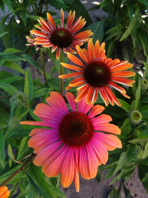 Coneflower Echinacea Purpurea Butterfly Rainbow Marcella From Growing Colors,What Is Fondant Used For