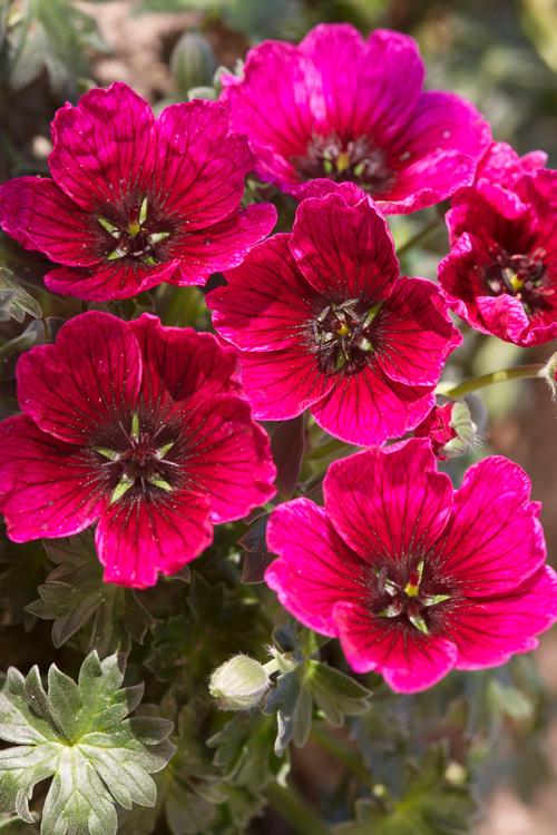 Cranesbill Geranium cinereum Jolly Jewel® Purple from Growing Colors