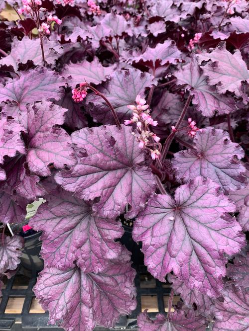 Heuchera 'Forever® Purple'