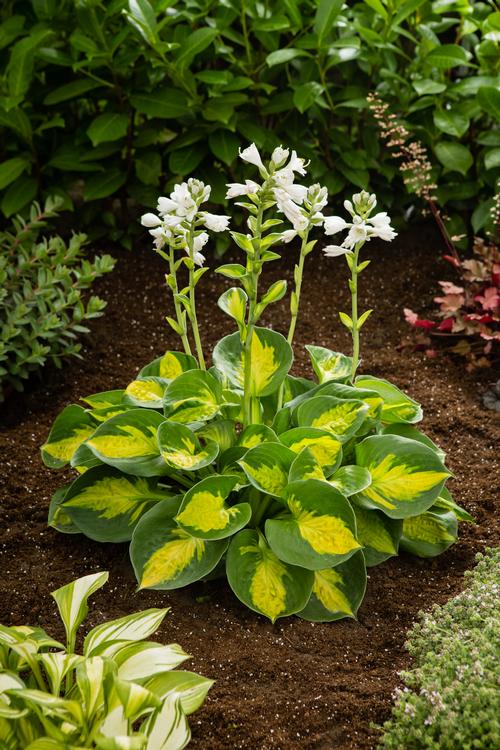 Hosta 'Sunset Grooves'