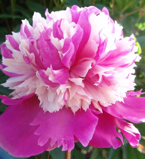 Peony 'Celebrity'