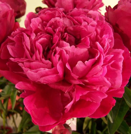 Peony 'Red Sarah Bernhardt'