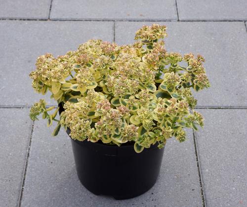 Sedum SunSparkler® Series 'Lime Twister'