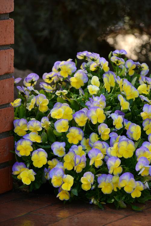 Viola cornuta 'Halo Lemon Frost'