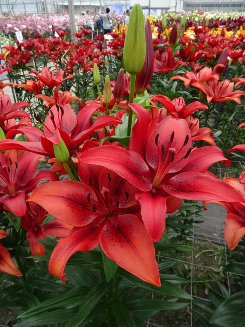 longiflorum x asiatic lilium - la hybrid lily original