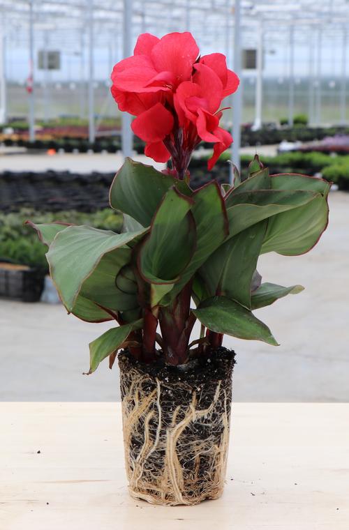 Flower Seeds Canna Lily Seeds - Tropical Bronze Scarlet Canna