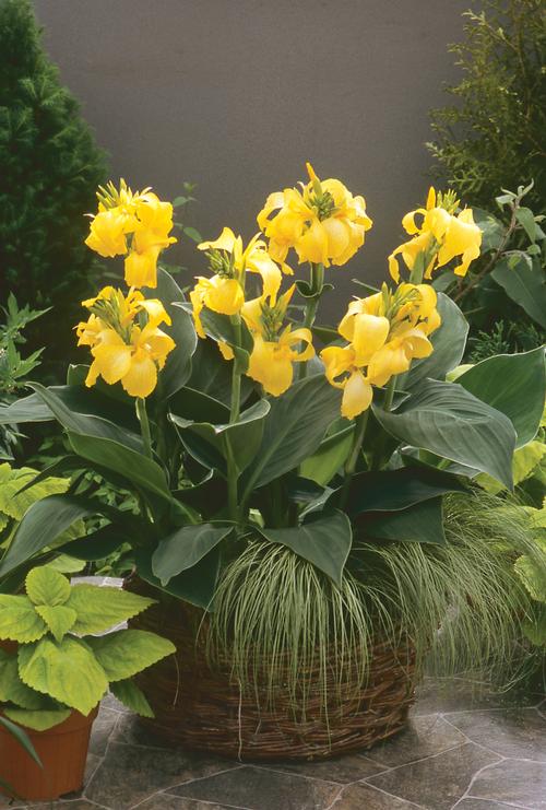 Canna 'Cannova® Yellow'