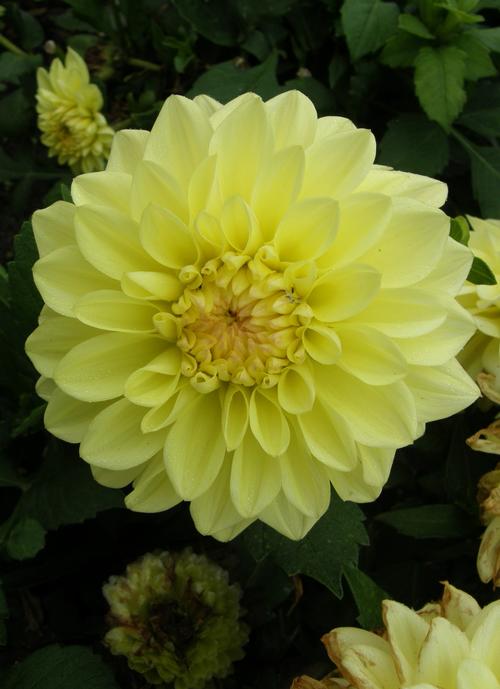 Dahlia 'GoGo Yellow'