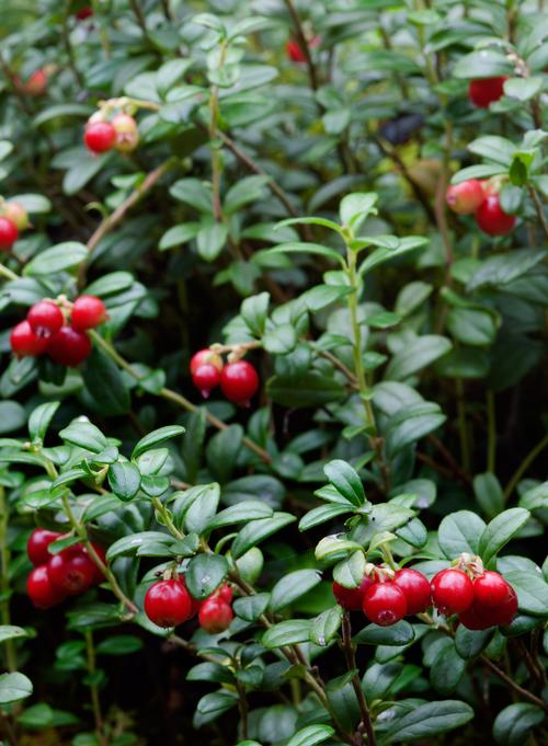 Lingonberry 