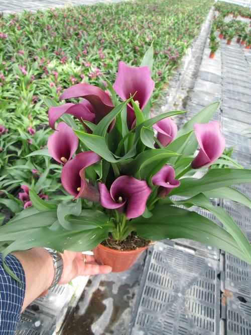 Calla 'Paco®'