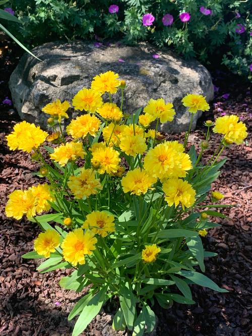 Coreopsis 'Leading Lady Charlize'