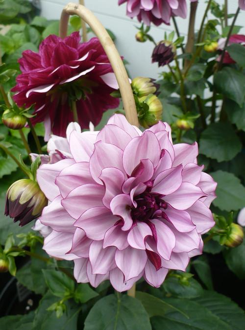 Dahlia Tall Dinner Plate 'Crème de Cassis'