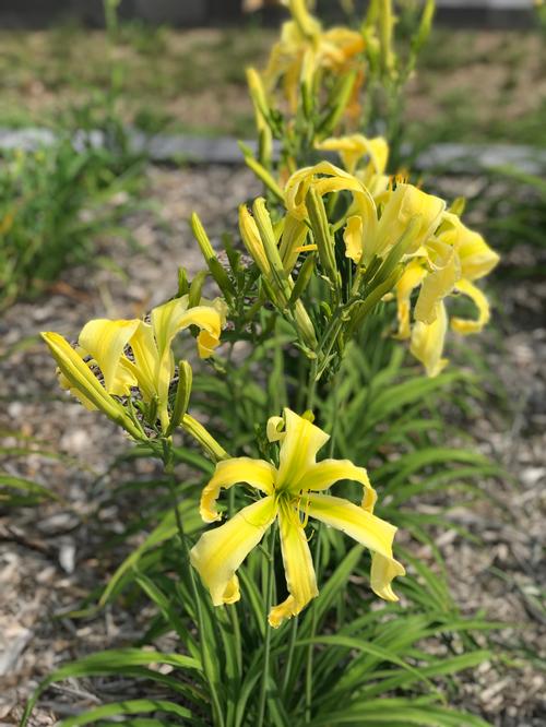 daylily hemerocallis heavenly flight of angels from