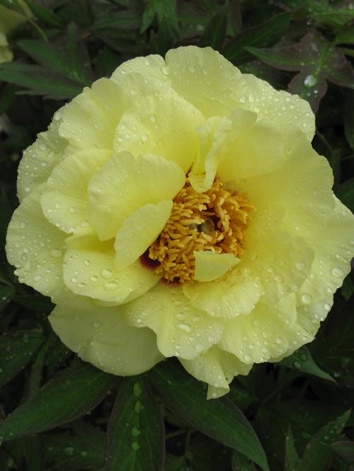 Tree Peony Peony Tree suffruticosa High Noon (Yellow) from Growing Colors