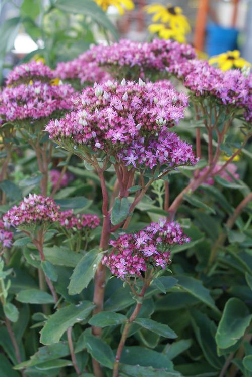 Sedum Tall Upright Clumping 'Munstead Dark Red'