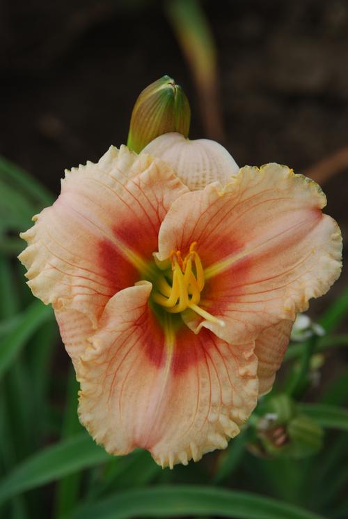 Hemerocallis 'Siloam French Doll'