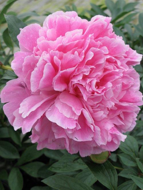 Peony 'Dr. Alexander Fleming'