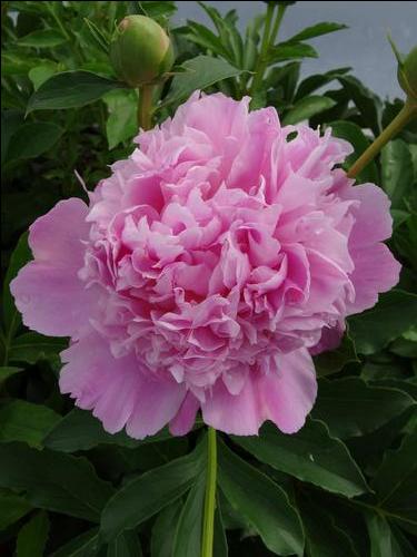 Peony 'Mons. Jules Elie'