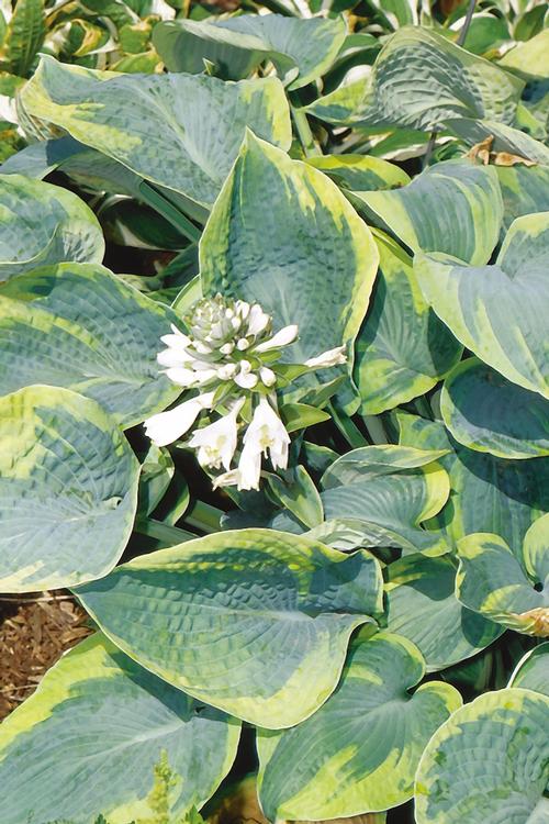 Hosta 'Tokudama Flavocircinalis'