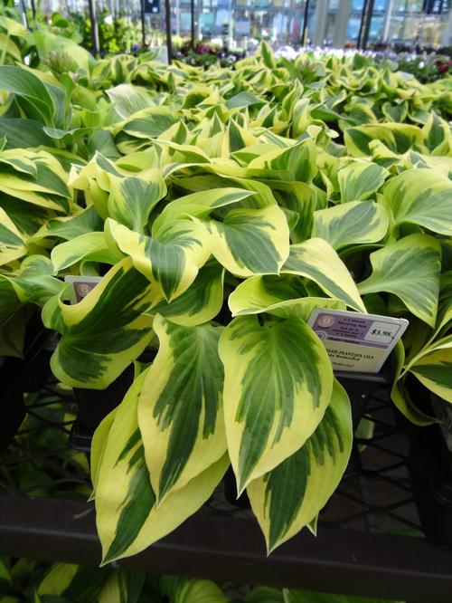 Hosta 'Bedazzled'
