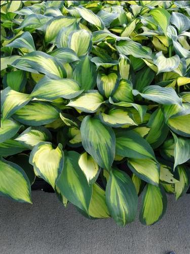 Hosta 'Forbidden Fruit'