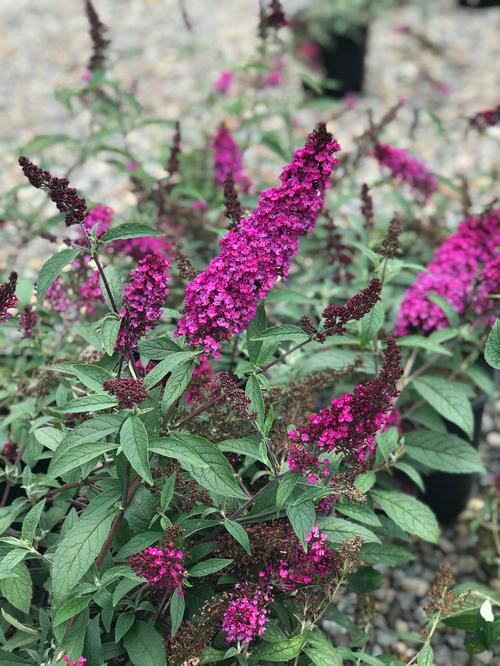 Buddleja Leah Raspberry Buzz Hot Raspberry Butterfly Bush – GWRNJD