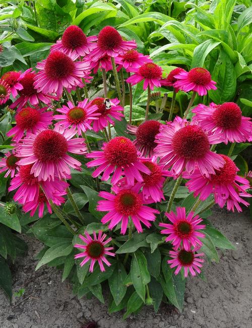 Coneflower Echinacea Purpurea Pink Fascinator From Growing Colors,What Is Fondant Used For