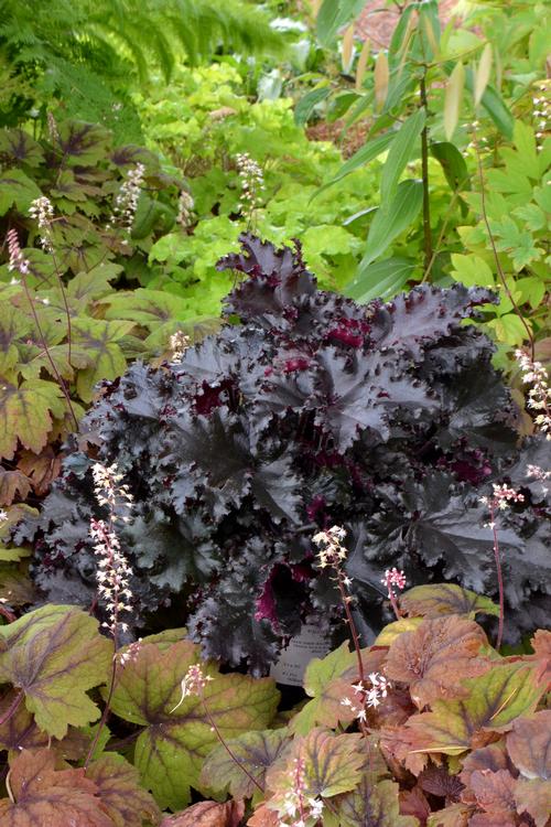 Heuchera 'Black Taffeta'