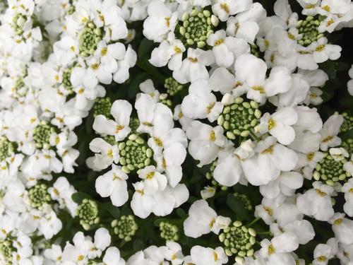 Iberis sempervirens 'Snowsurfer™ Forte'