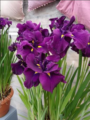Iris ensata Dinner Plate 'Ice Cream' - Japanese Iris - Iridaceae (The