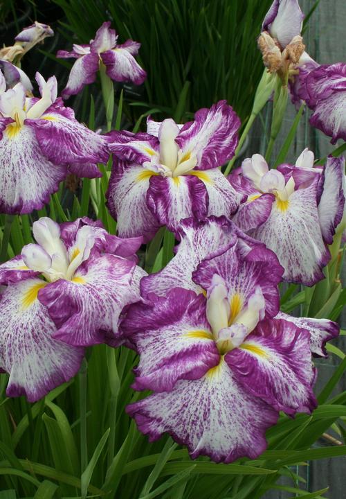 Iris ensata 'Harlequinesque'