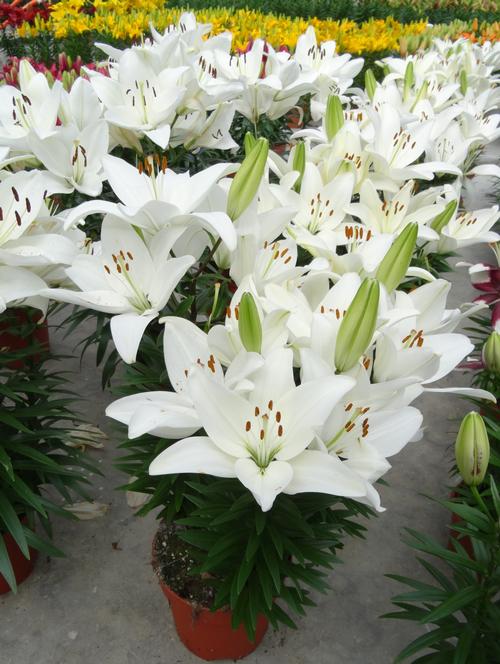 Lilium - Asiatic Pot Lily Looks™ 'Tiny Crystal'