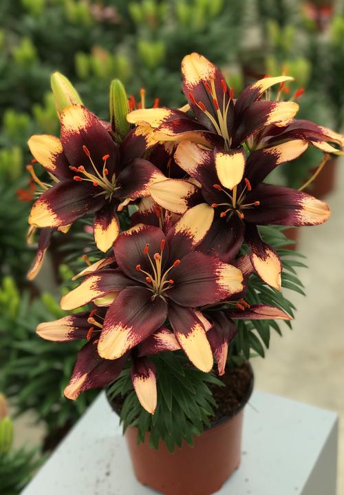 Lilium - Asiatic Pot Lily Looks™ 'Tiny Epic'