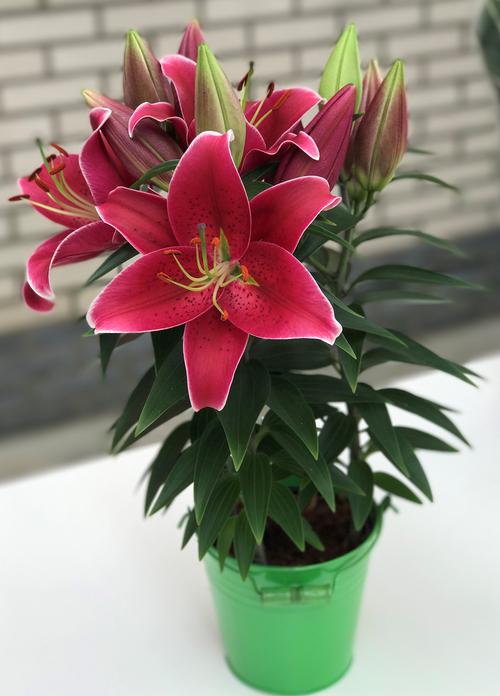 Lilium - Oriental Pot Lily Looks™ 'Sunny Keys'