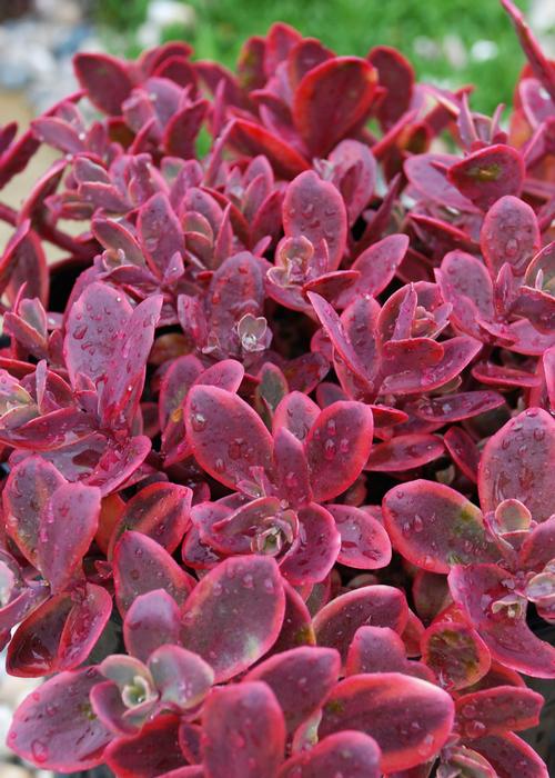 Sedum SunSparkler® Series 'Wildfire'