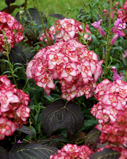 Hydrangea macrophylla 'Miss Saori'