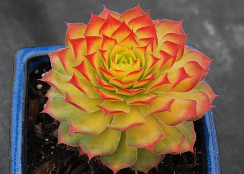 Sempervivum Chick Charms® Gold Nugget™ PP# 28284 (2 Pots)