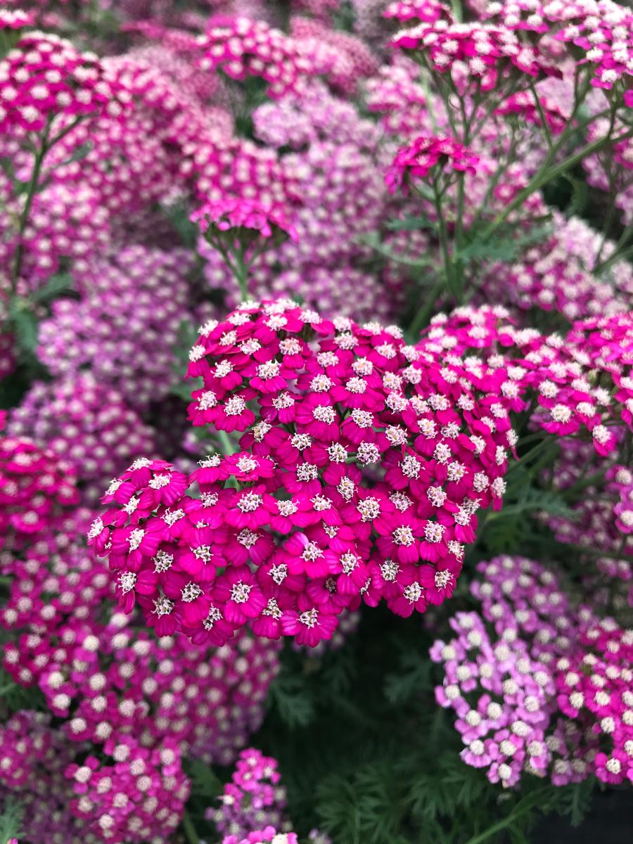Achillea millefolium New Vintage™ Violet