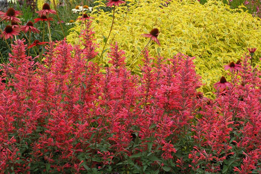 Agastache 'Kudos™ Coral'