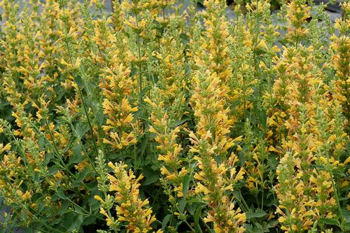 Agastache x Kudos™ Yellow