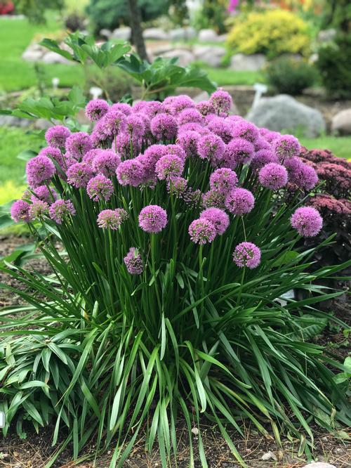 Allium 'Millenium'