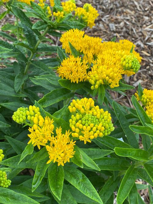 Asclepias tuberosa 'Hello Yellow'