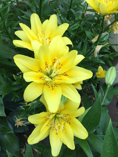 Lilium - Asiatic Lily Double Flowering 'Sundew'