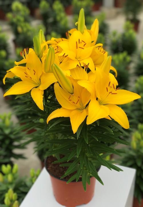 Lilium - Asiatic Pot Lily Looks™ 'Tiny Ranger'