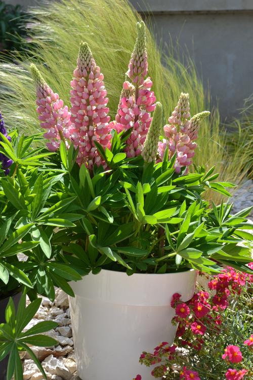 Lupinus polyphyllus 'Mini Gallery™ Pink Bicolor'