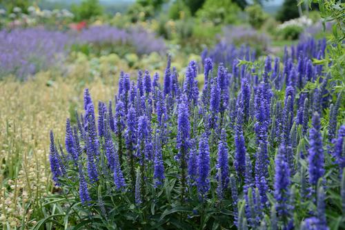 Veronica 'Moody Blues® Dark Blue'