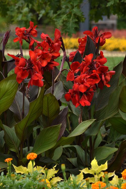 Canna 'Cannova® Bronze Scarlet F1'